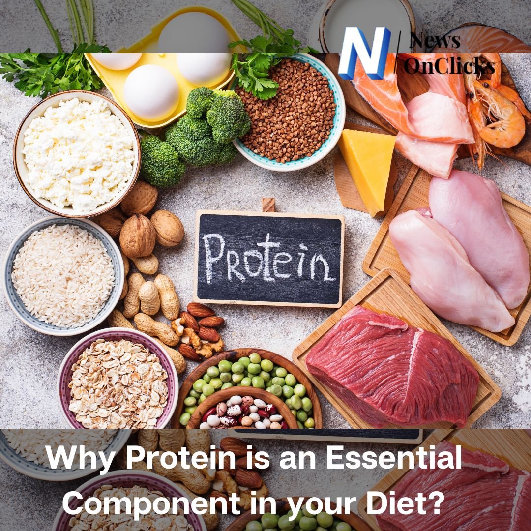 Why Protein is an Essential Component in your Diet? | News On Clicks